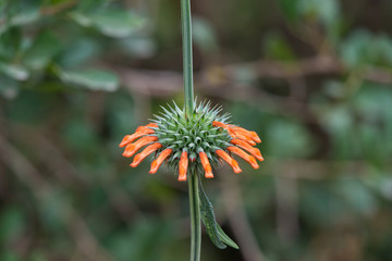 Macro photo of flowers