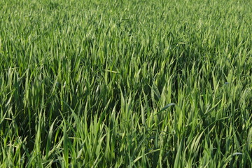 Obraz premium Campo de trigo verde 