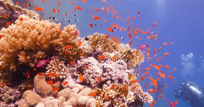 Underwater photography of marine life along the coral reef, full of life, colors and various marine animal species. Concept of: exploration, vacations, snorkeling, exotic places