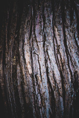 Obraz premium Faserige Baumrinde