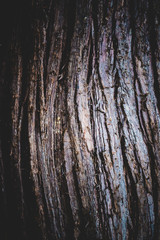 Obraz premium Faserige Baumrinde