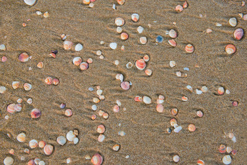 Seashells scattered on the coastline 