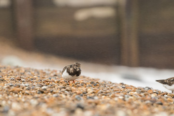 A Turnstone (Arenaria interpres) searching for food on the shingle beach at Aldeburgh in Suffolk
