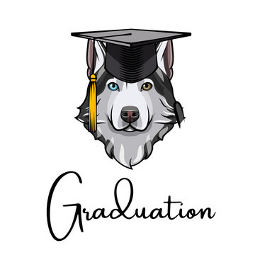 Husky dog Graduate. Graduation hat cap. Siberian husky.