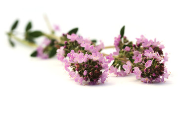 Hungarian thyme (Thymus pannonicus) isolated on white.