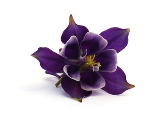 Common columbine (Aquilegia vulgaris) isolated on white.