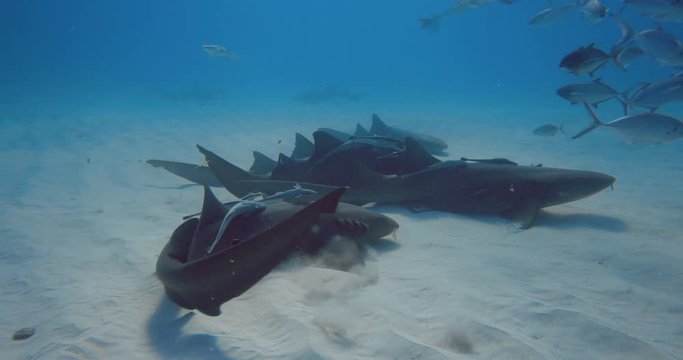 Underwater shooting of sharks swimming in a herd. Concept of: exploration, vacations, snorkeling, exotic places, divers, sharks.