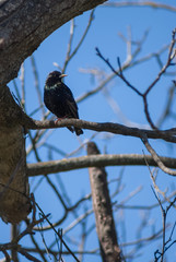 Small bird on a tree branch