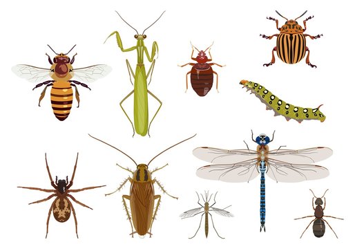 Set of creeping and flying insects. Vector illustration