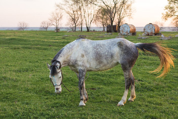 Obraz na płótnie Canvas Beautiful horse grazing in a meadow, Portrait of a brown horse 