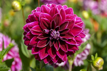 Dahlien (Dahlia)