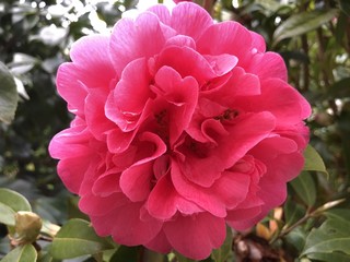 camelia rose