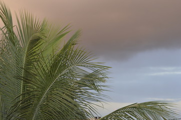 natureza na cicidade