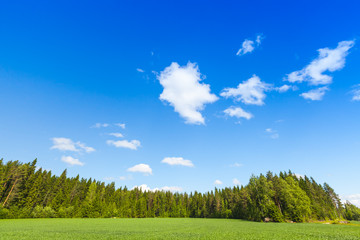 Summer landscape, green field and forest
