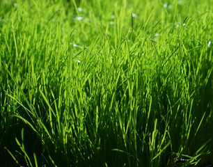 green grass background closeup