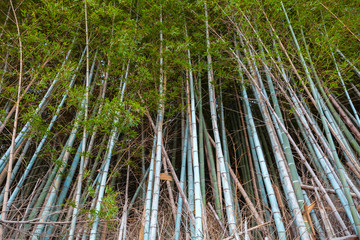 Dark bamboo forest, natural background