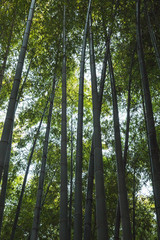 Obraz premium Dark bamboo forest, vertical background