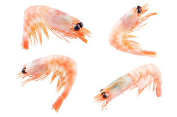 Shrimps