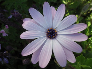 flower  flowers spring