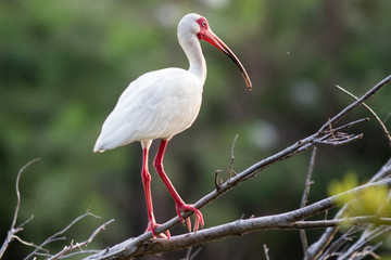 White Ibis on a tree branch