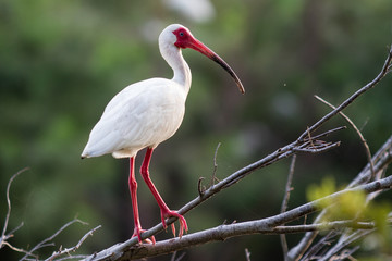 White Ibis on a tree branch