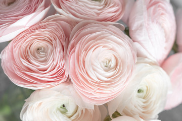 many layered petals. Persian buttercup. Bunch pale pink ranunculus flowers light background. Wallpaper, Horizontal photo