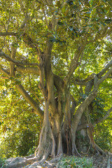 beautiful unknown ancient tree in a tropical garden