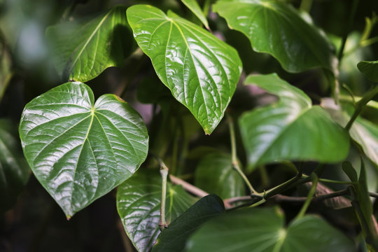 Tropical decorativ plant foliage, Macro photo of vivid green leaf , natural pattern, exotic botanical background