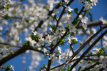 Blossoms
