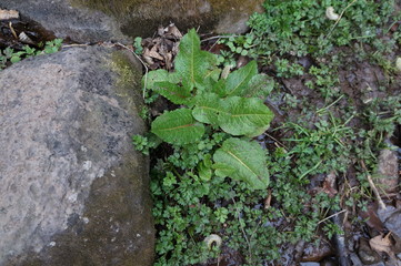 Obraz premium Curled Dock spring leaves