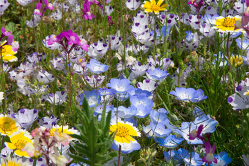 Field of flowers