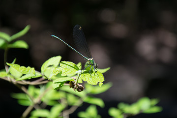 Dragonfly