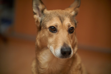 cute shepherd dog. portrait is home.
