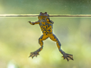Obraz premium Yellow bellied toad resting in water