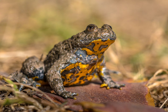 Yellow bellied toad