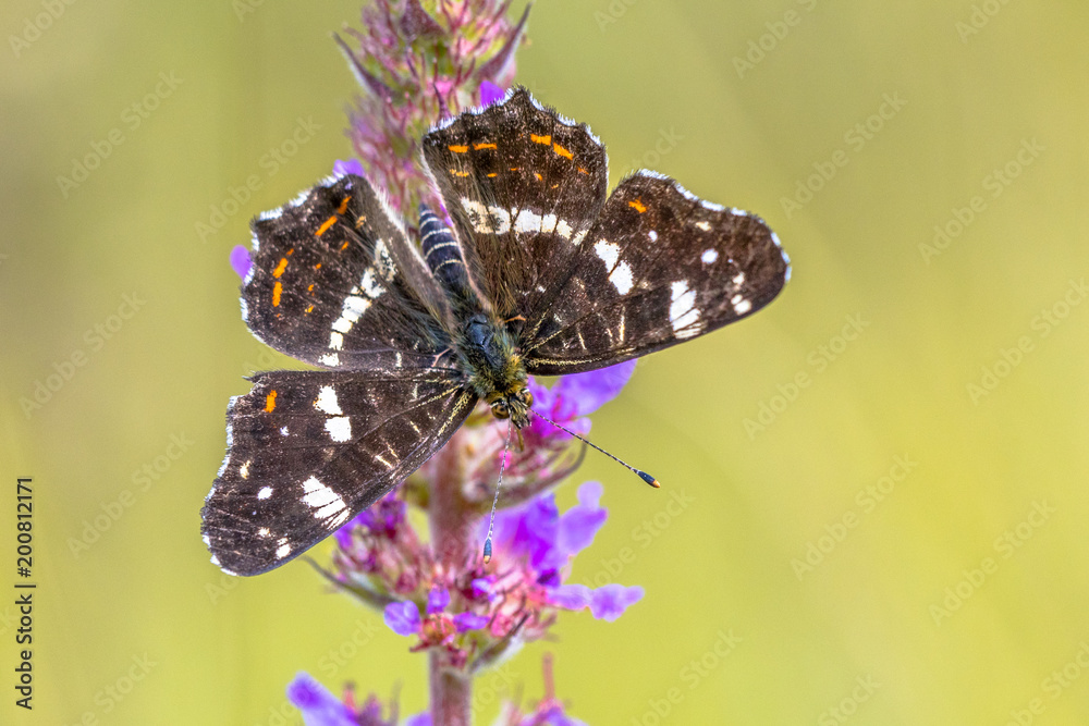 Wall mural map butterfly on purple flower