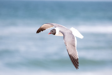 Laughing Gull Flying