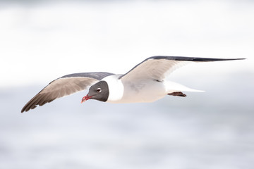 Fototapeta na wymiar Laughing Gull Flying