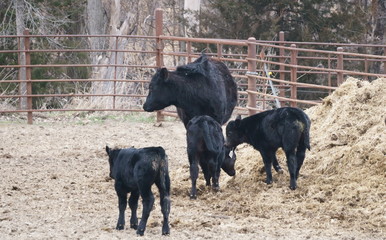 Black Angus Cow with triplets sheltered in the correl 