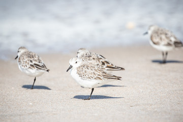 Sanderlings at the Shore