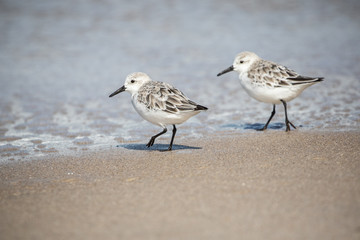 Sanderlings at the Shore