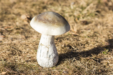White mushroom standing alone on the ground, after a rain