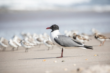 Sanderlings at the Shore