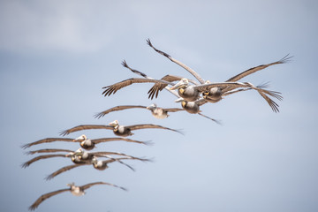 Brown Pelicans Flying