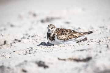 Ruddy Turnstone at the Shore