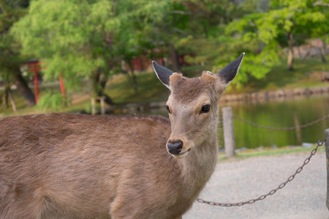 Deer