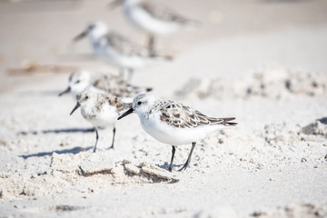Sanderlings at the Shore