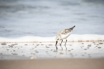 Sanderlings at the Shore