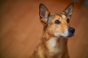 portrait of a cute dog. Shepherds. with protruding ears.