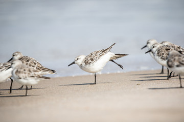 Sanderlings at the Shore